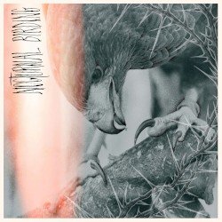 Nocturnal Birding Cover