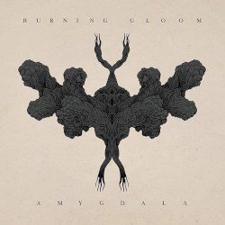 Amygdala Cover
