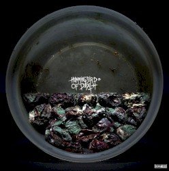Cold World / Hummingbird of Death Cover