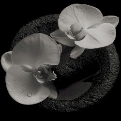 Corpse Flower Cover