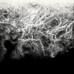 Where Nothing Grows Cover