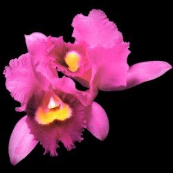 Orchid Cover