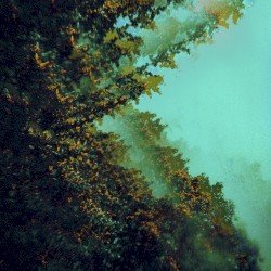Caterpillars of Creation Cover