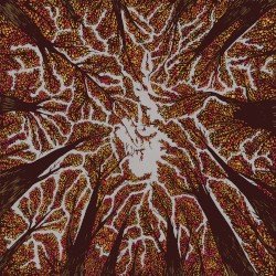 Crown Shyness Cover