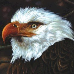 The Hawk Is Howling Cover