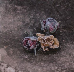 Voluntaria/Trauer – Wintersturm Cover